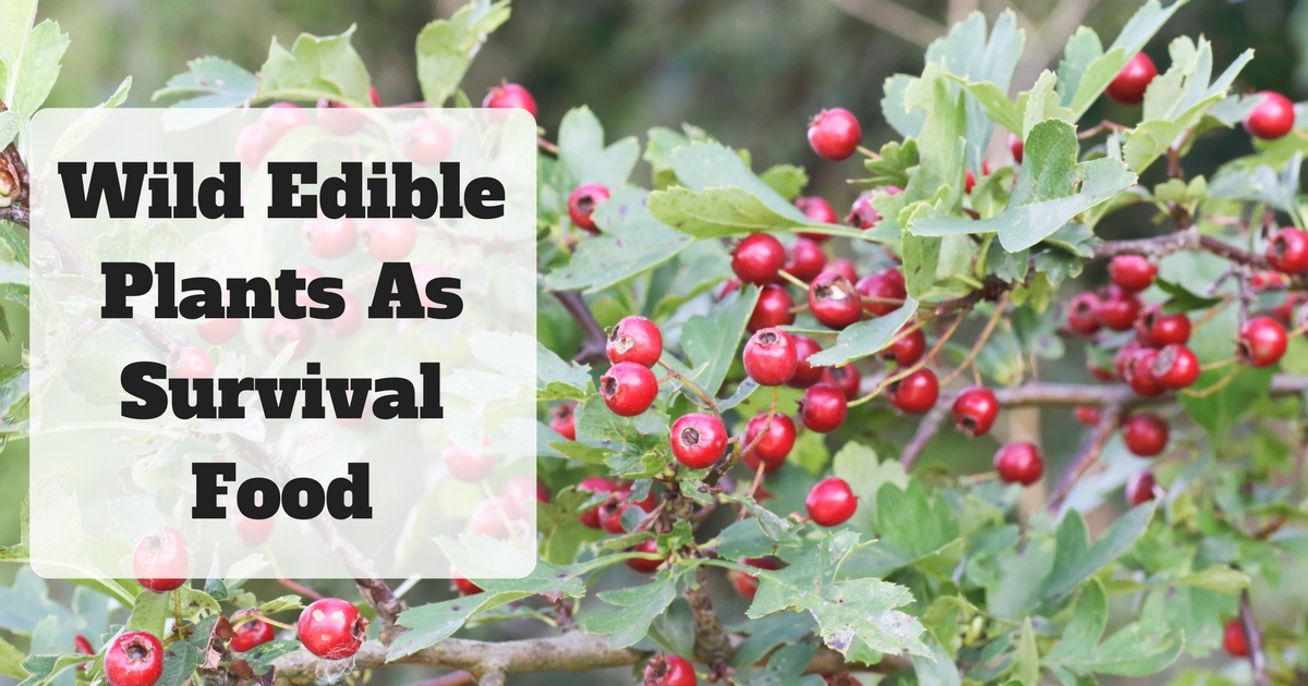 Edible Wild Plants For Survival • Prepare With Foresight